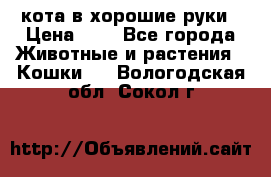 кота в хорошие руки › Цена ­ 0 - Все города Животные и растения » Кошки   . Вологодская обл.,Сокол г.